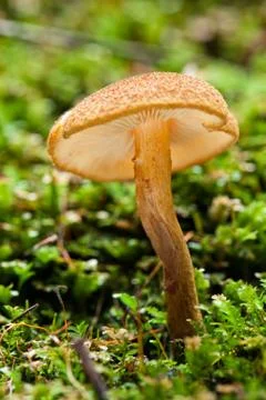 Wild forest mushrooms Stock Photos