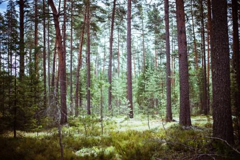 Wild forest panorama Stock Photos