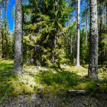 Wild forest panorama Stock-Fotos