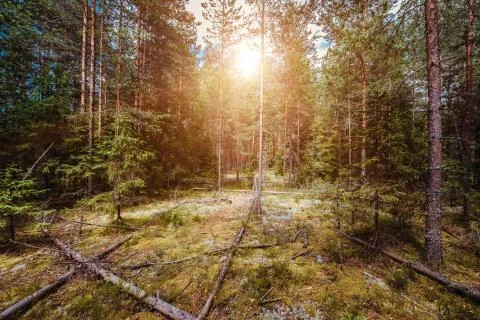 Wild forest panorama Foto stock