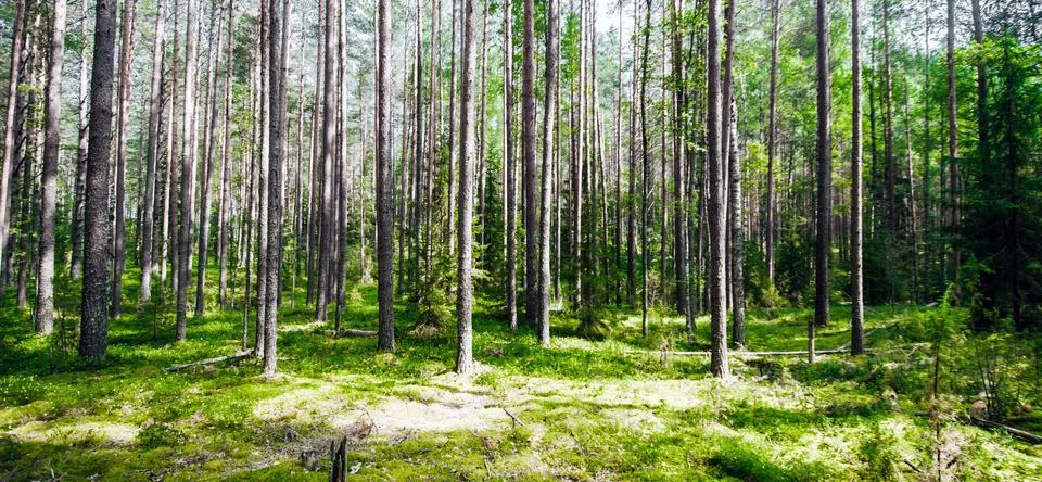 Wild forest panorama Stock-Fotos