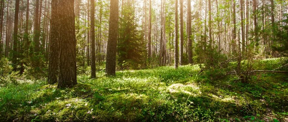 Wild forest panorama Foto stock