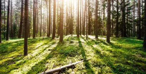 Wild forest panorama Stock Photos