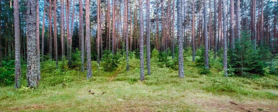 Wild forest panorama Stock Photos