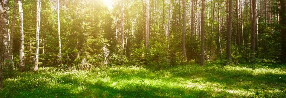 Wild forest panorama Foto stock