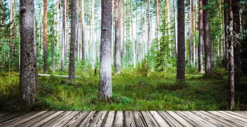 Wild forest panorama Stock-Fotos