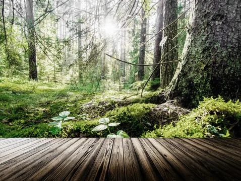 Wild forest panorama Stock Photos