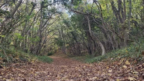 Wild forest pathway surrounded by twisted trees and natural greenery Stock Footage 321269719