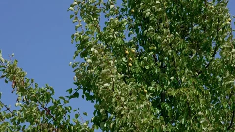 Wild forest pear Stock Footage 321538173