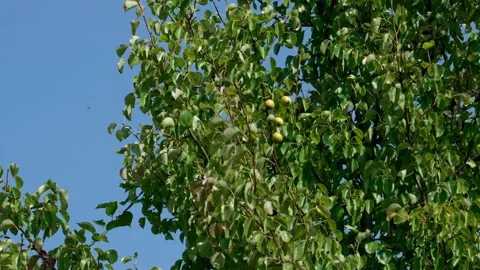 Wild forest pear Stock Footage 321538329