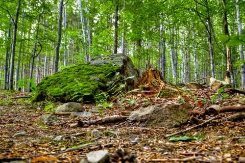 Wild forest Stock Photos