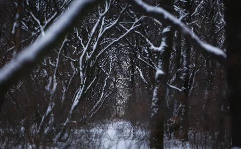 Wild forest Stock Photos