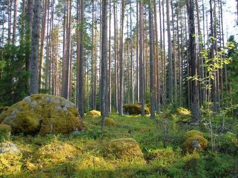 Wild forest Stock Photos