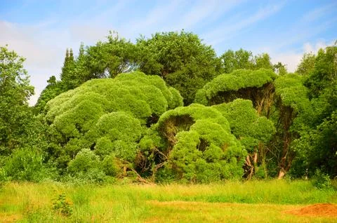 Wild forest Stock Photos