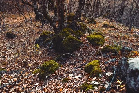 Wild forest Stock Photos