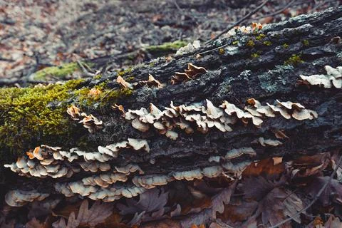 Wild forest Stock Photos