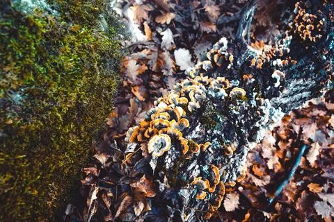 Wild forest Stock Photos