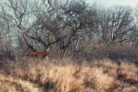 Wild forest Foto stock