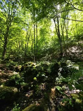 Wild forest Stock Photos