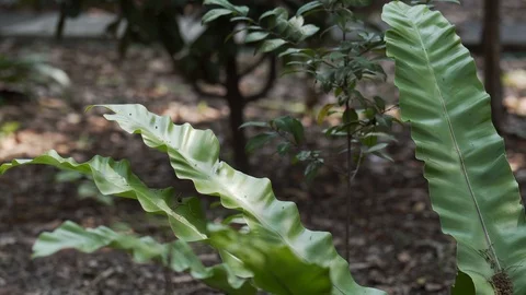 Wild forest plant with garden background Stock Footage 87812016