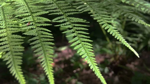 Wild forest plants. Forest world. Stockbeeldmateriaal 110921329