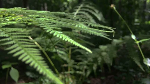 Wild forest plants. Forest world. Stockbeeldmateriaal 110921482