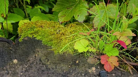 Wild Forest Plants Growing in Green Grass Stock Footage 341895322