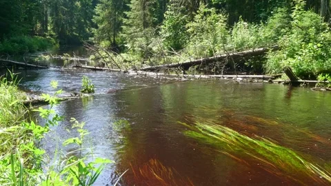 Wild forest river flowing under bright summer sun surrounded by lush greenery Stock Footage 313013548