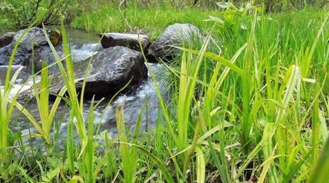 Wild Forest River Stock Footage 39452004