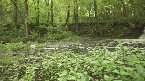Wild forest river from low angle in summer morning Stock Footage 159981239