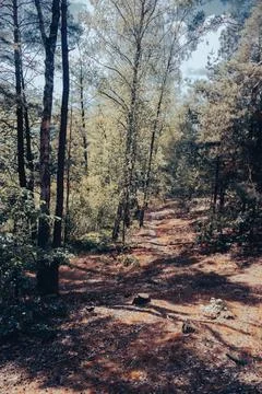 Wild forest scenery during daytime Stock Photos