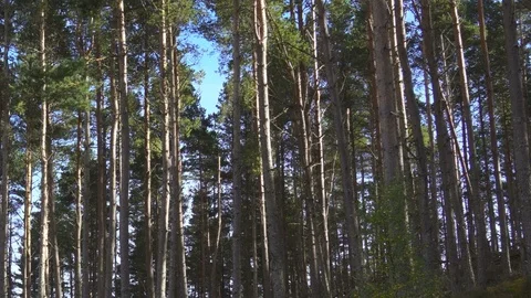 Wild Forest in Scotland Stock Footage 86734014