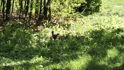 A wild forest squirrel came down from a tree in search of food. Stock Footage 274875367