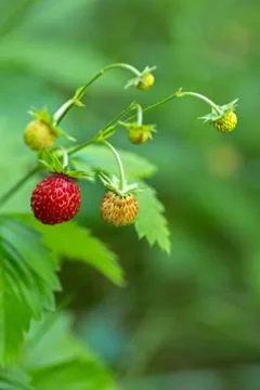 Wild forest strawberries Stock Photos