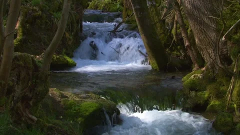 Wild forest stream flowing over moss-covered stones in early spring Stock Footage 319003698