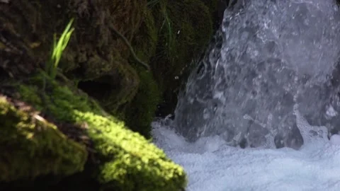 Wild forest stream with fresh green moss in spring light (slow-motion) Stock Footage 319003789