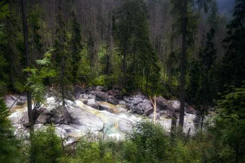 Wild forest stream running through the High Tatra mountains in Slovakia Stock Photos