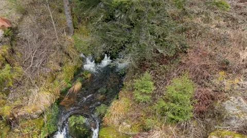 Wild forest stream, small waterfall and lush vegetation. Stock Footage 314286770