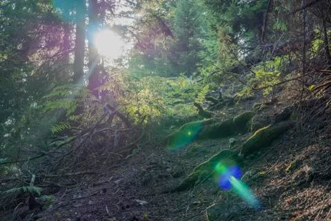 Wild forest with sun shining through branches making sun flares Foto stock