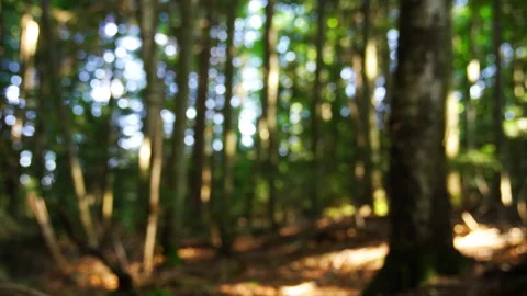 Wild forest on sunny day. Focus shift when shooting Stock Footage 153120147