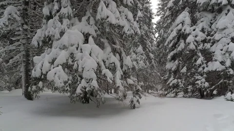 Wild Forest Trail in the Winter Forest Stock Footage 101741631