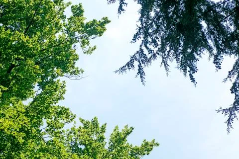 Wild forest tree background high quality Stock Photos