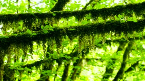 Wild forest, tree branches covered with moss. Stock Footage 196984860