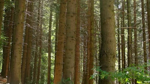 Wild Forest Tree Mid Height Horizontal Pan Stock Footage 97937372