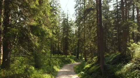 Wild forest trees drone sun Stock Footage 129102470