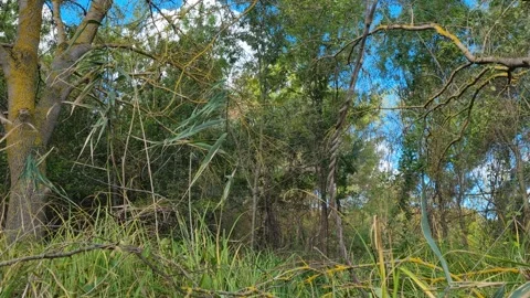 Wild forest trees with green leaves and blue sky background Stock Footage 320044952