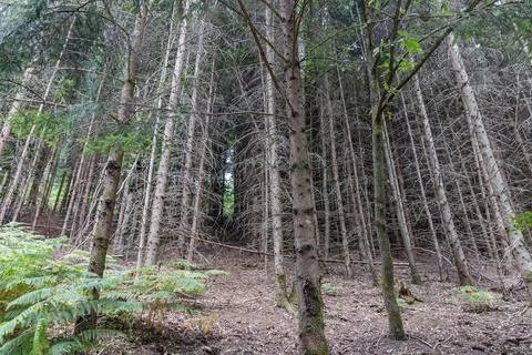 Wild forest trees in lines, pine trees in the forest Stock Photos