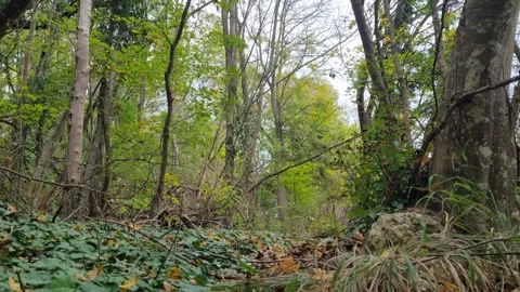 Wild Forest Trees with Sunlight and Natural Green Environment Stock Footage 320161993