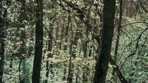 Wild forest, trunks with leaves Stock Footage 107846755