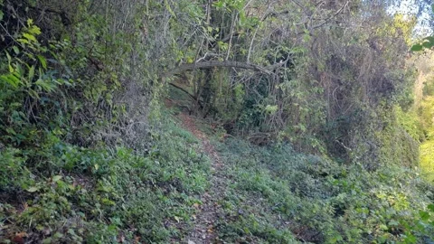 Wild forest vegetation with dense green trees and morning light Stock Footage 320134043
